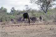 Zebry a žirafa, Kruger Národní park. Jihoafrická republika.