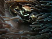 Sasankov krab uvnit sasanky (Anemone Crab inside Anemone) - skupina porcelnovch krab (Porcellanidae). Lokalita Richelieu Rock. Thajsko.