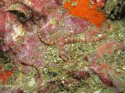 Pipefishes. Lokalita Richelieu Rock. Thajsko.