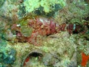 Smallscale scorpionfish. Lokalita Richelieu Rock. Thajsko.