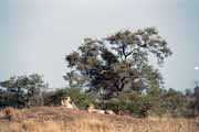 Leopardi, Kruger Nrodn park. Jihoafrick republika.