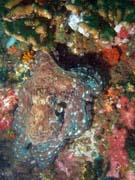 Chobotnice (Octopus cyanea). Lokalita Richelieu Rock. Thajsko.