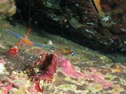 Shrimp and pipefish. Lokalita Richelieu Rock. Thajsko.