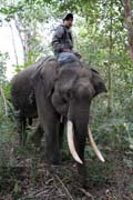 Kemp s pracovnmi slony. Okol msta Taungoo. Myanmar (Barma).