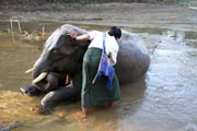 Myt slona. Kemp s pracovnmi slony. Okol msta Taungoo. Myanmar (Barma).