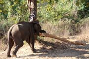 Slon v prci - nese chobotem kldu. Kemp s pracovnmi slony. Okol msta Taungoo. Myanmar (Barma).