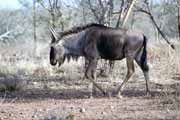 Pak, Kruger Nrodn park. Jihoafrick republika.