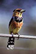 Pták (Crested barbet), Kruger Národní park. Jihoafrická republika.
