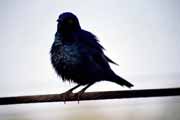 Pták (Glosy starling), Kruger Národní park. Jihoafrická republika.