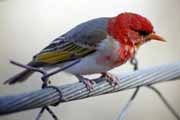 Ptk (Redheaded weaver), Kruger Nrodn park. Jihoafrick republika.