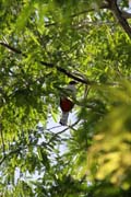 Ptk, Cinaga de Zapata (Gran Parque Natural Montemar). Kuba.