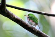 Pták, Ciénaga de Zapata (Gran Parque Natural Montemar). Kuba.