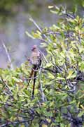 Ptk (Livingstone's Lourie),  Hluhluve-Umfolozi Nrodn park. Jihoafrick republika.