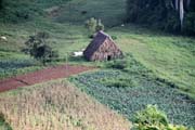 Tabáková plantáž, Údolí Vinales (Valle de Vinales). Kuba.