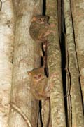 Tarsier, Národní park Tangkoko. Sulawesi, Indonésie.