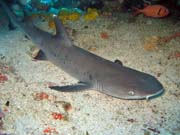 Útesový žralok, Bangka dive sites. Sulawesi,  Indonésie.