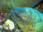 Murna, Bangka dive sites. Sulawesi,  Indonsie.