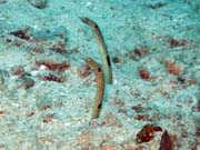 Garden eel (úhoři), Bangka dive sites. Sulawesi, Indonésie.