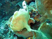 Frogfish (rozedranec), Bangka dive sites. Sulawesi,  Indonésie.
