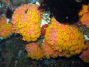 Soft corals (měkké korály), Bangka dive sites. Sulawesi,  Indonésie.