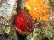 Flaming scallop (někdy též nazývaná Electrical clam shell), Lembeh dive sites. Sulawesi,  Indonésie.