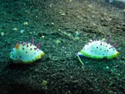 Nudibranches, Lembeh dive sites. Sulawesi,  Indonsie.