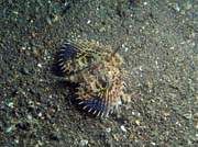 Scorpionfish, Lembeh dive sites. Sulawesi, Indonsie.