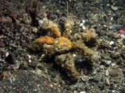 Krab, Lembeh dive sites. Sulawesi, Indonsie.