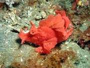 Scorpionfish, Lembeh dive sites. Sulawesi, Indonésie.