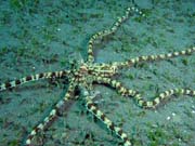 Mimic octopus, Lembeh dive sites. Sulawesi,  Indonésie.