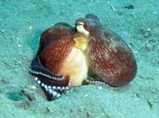Coconut octopus, Lembeh dive sites. Indonsie.