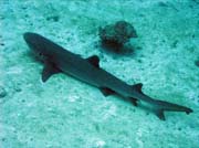 Útesový žralok, lokalita Bathalaa Maagaa Kanthila. Maledivy.