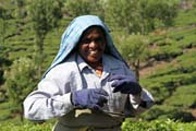 Sběračka čaje. Čajové plantáže v okolí města Munnar, Kerala. Indie.