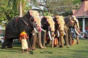Pakalpooram (proces slon), Ernakulam Shiva Temple Festival (Ernakulathappan Uthsavam). Ernakulam, Kerala. Indie.