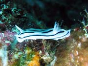 Nahobr pl (nudibranch). Raja Ampat. Papua, Indonsie.