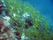 Hejno snapper (Yellow snapper). Raja Ampat. Papua,  Indonsie.