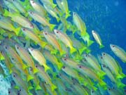 Hejno snapper (Yellow snapper). Raja Ampat. Papua,  Indonsie.