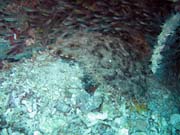 Žralok Wobbegong (Wobbegong shark). Raja Ampat. Papua, Indonésie.
