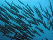 Hejno barakud (Barracuda). Raja Ampat. Indonsie.