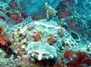 Krokodl ryba (Crocodilefish). Raja Ampat. Indonsie.