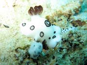 Nahobr pl (nudibranch). Raja Ampat. Papua,  Indonsie.