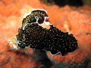 Nahobr pl (nudibranch). Raja Ampat. Papua,  Indonsie.