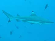 tesov ralok (Blacktip reef shark). Raja Ampat. Indonsie.