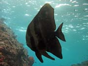 Juvenile Batfish. Raja Ampat. Indonsie.