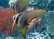 Juvenile Batfish. Raja Ampat. Indonsie.