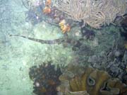 Bambusový žralok, (Whitespotted bamboo shark). Lokalita Mike's Point, Raja Ampat. Papua, Indonésie.