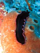 Mořský červ (flatworm). Raja Ampat. Papua,  Indonésie.