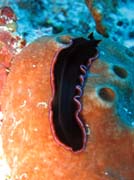 Mořský červ (flatworm). Raja Ampat. Papua, Indonésie.