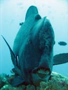 Zelen ploskozubec - Green humphead parrotfish (bumphead parrotfish). Raja Ampat. Indonsie.