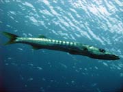 Barakuda (Barracuda). Raja Ampat. Papua, Indonsie.